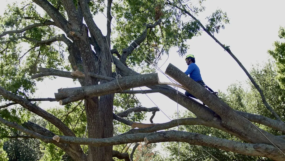 Professional Hazardous Tree Removal performed by certified arborists in Bagley